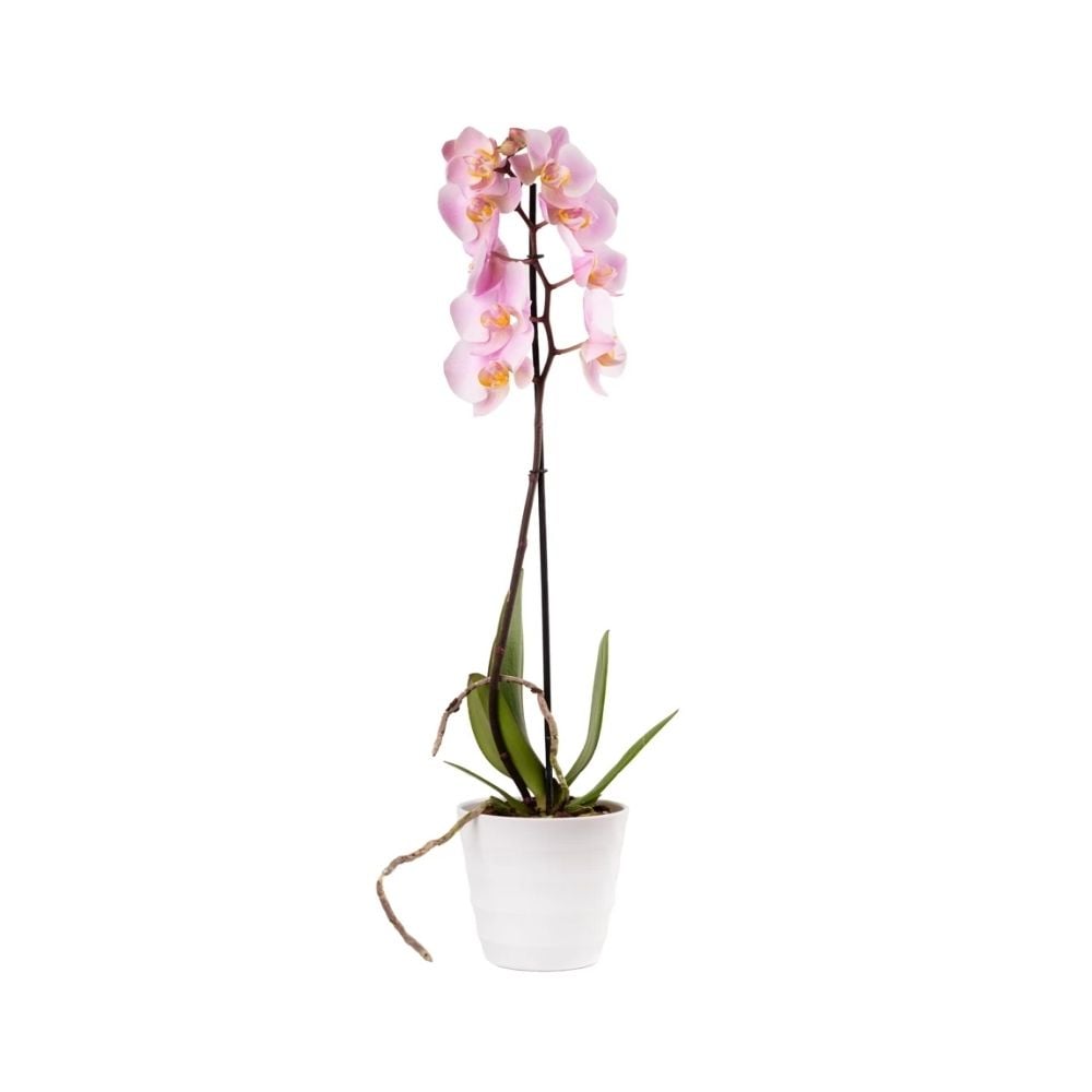 Orchid plant  015