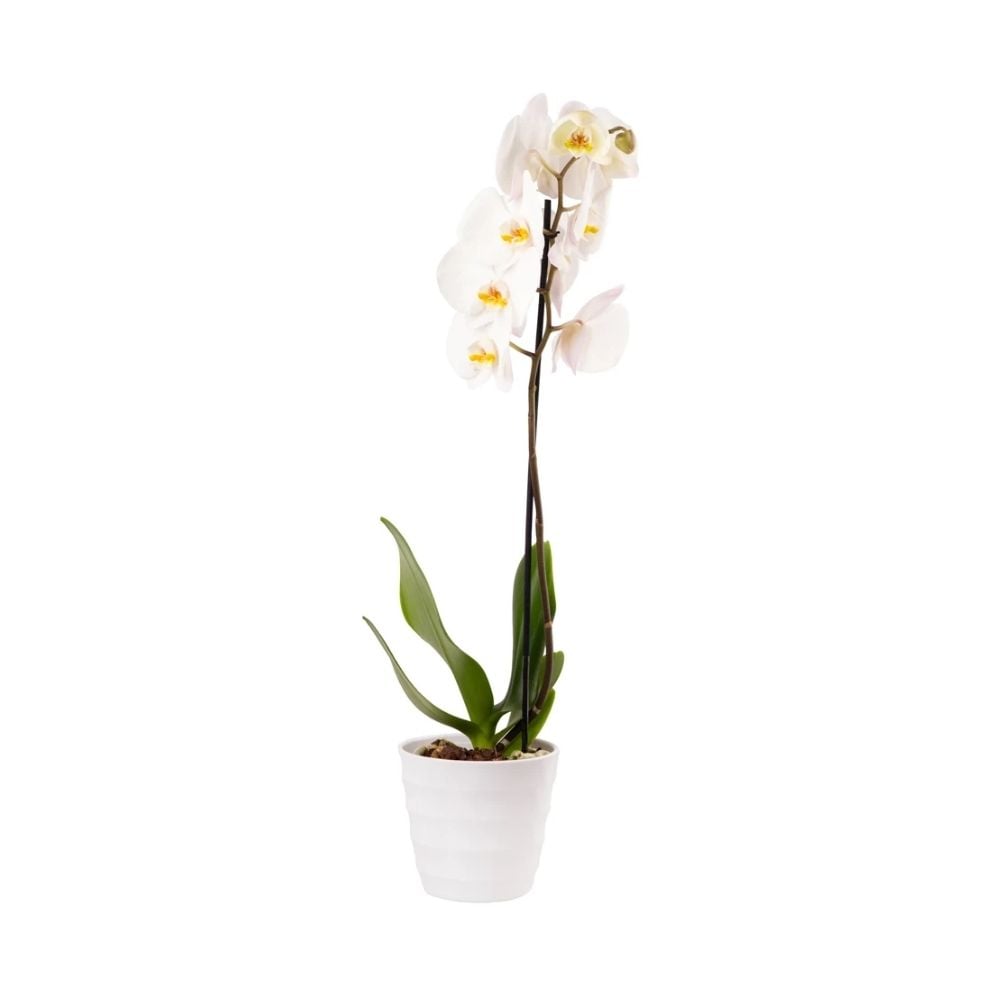 Orchid plant 012