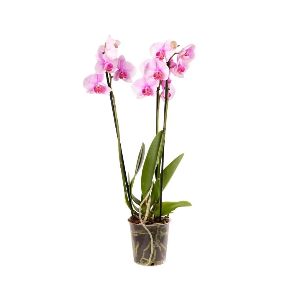 Բույս վարդագույն օրխիդ / խոլորձ 033