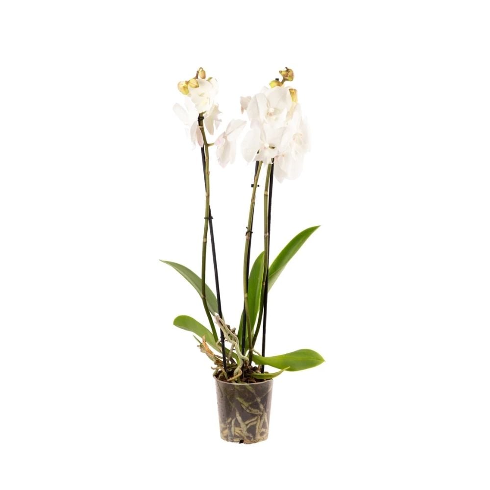 Բույս սպիտակ խոլորձ / օրխիդ 033