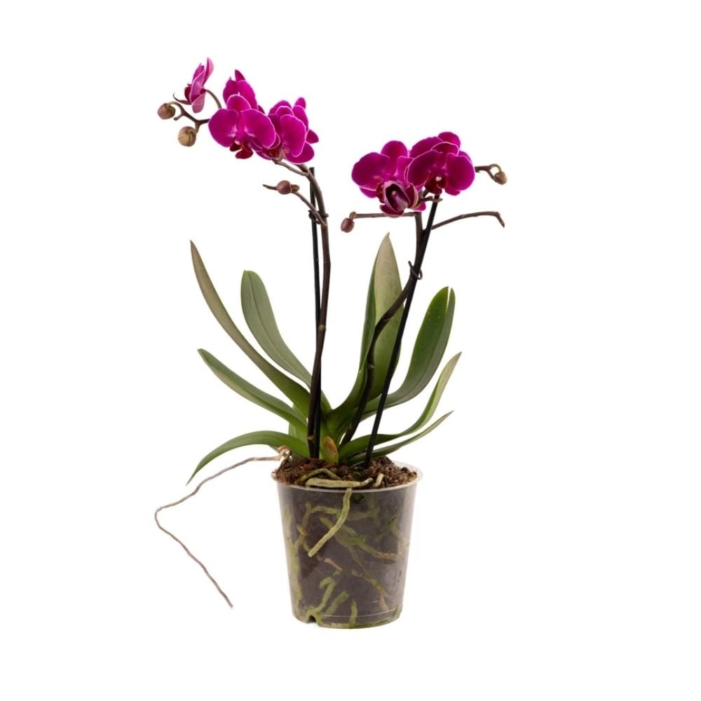 Բույս մանուշակագույն օրխիդ / խոլորձ 024