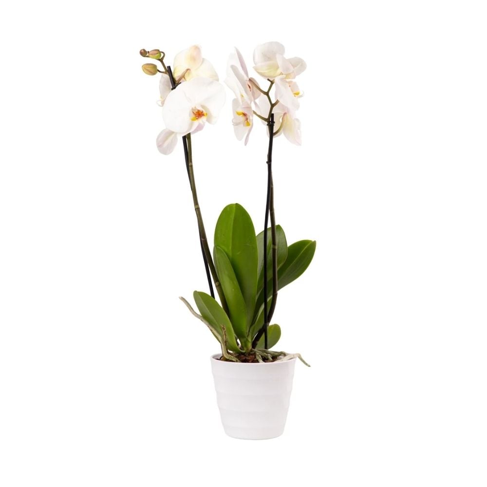 Բույս սպիտակ օրխիդ / խոլորձ 020