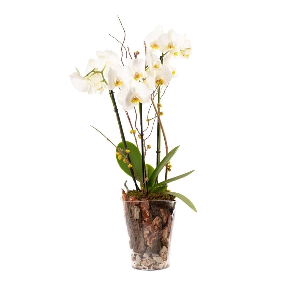 Կոմպոզիցիա սպիտակ օրխիդով 019