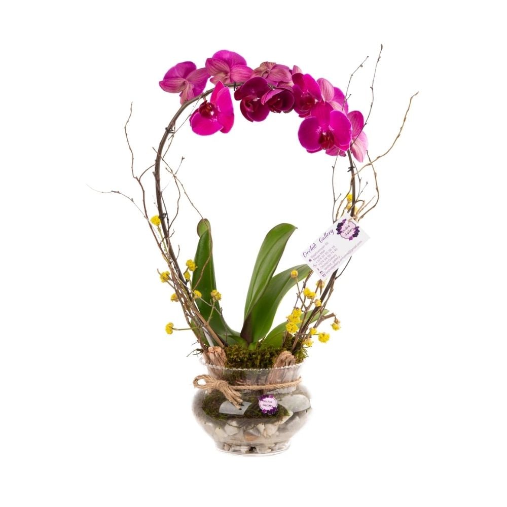 Composition with a dark pink orchid 008