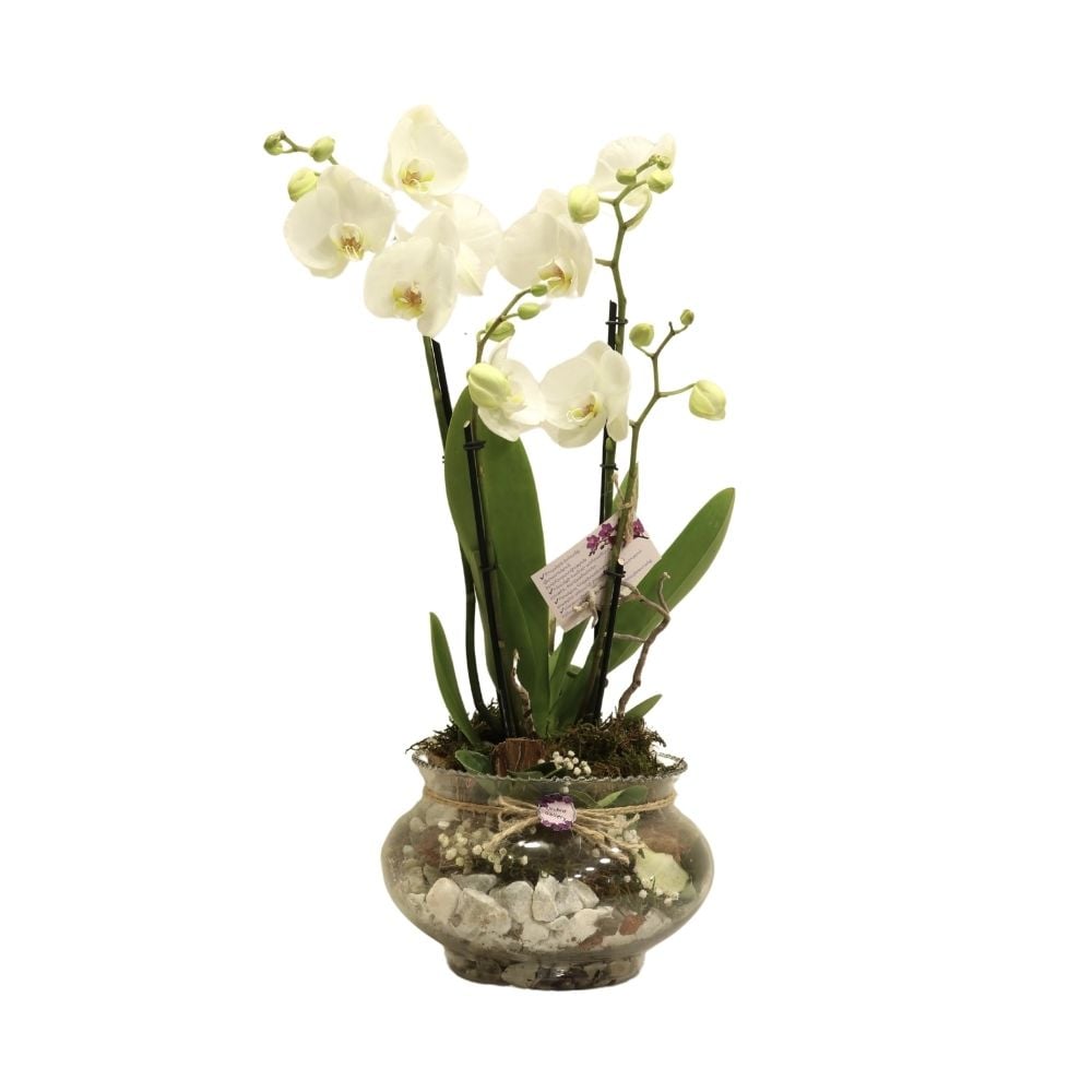 Կոմպոզիցիա ճերմակ օրխիդներով 245