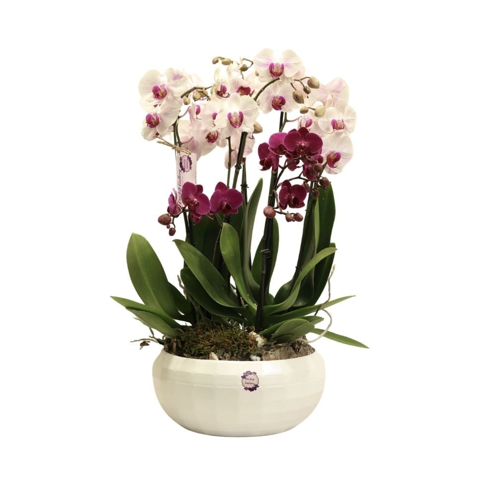 Composition with orchids 242