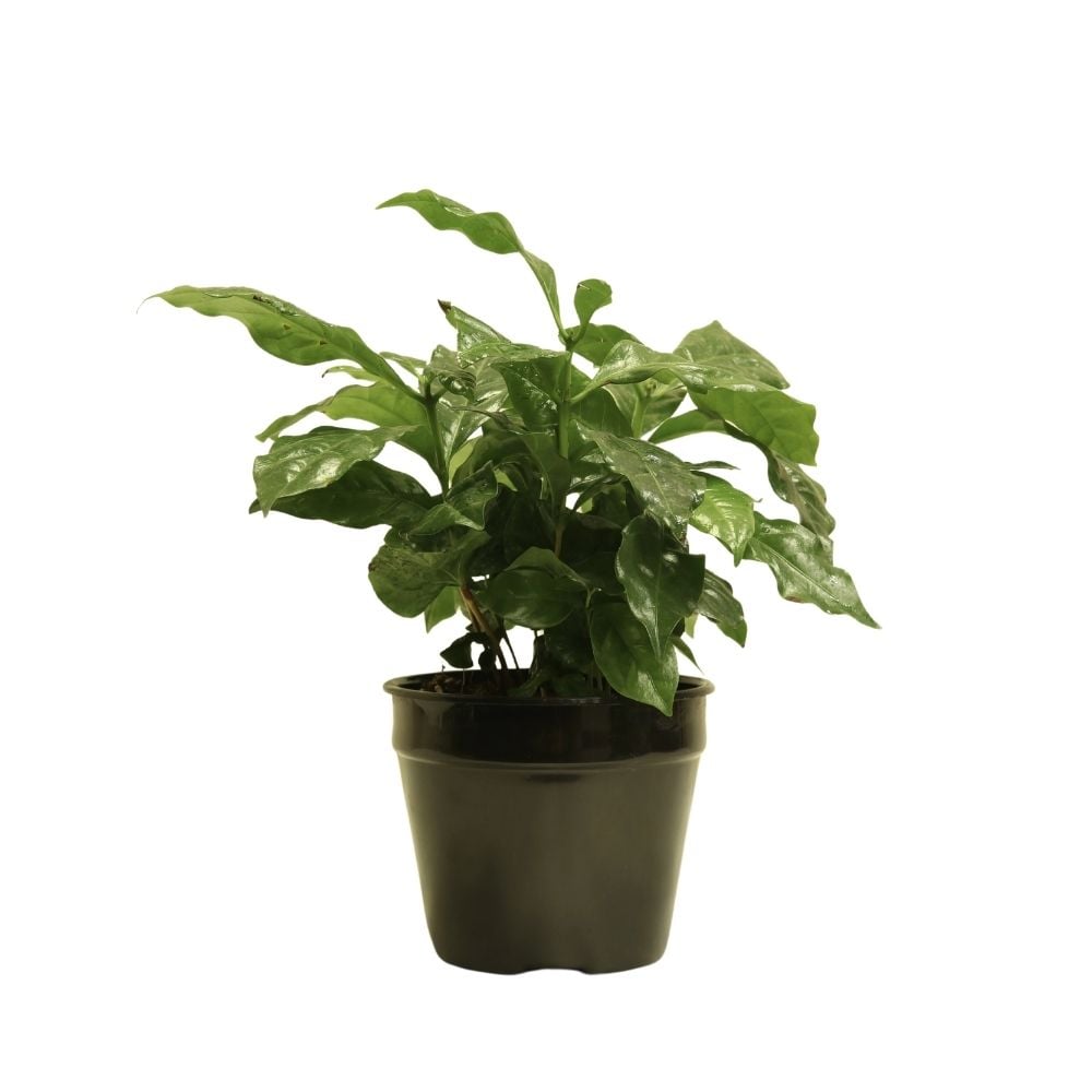 Plant  Coffe arabica 239