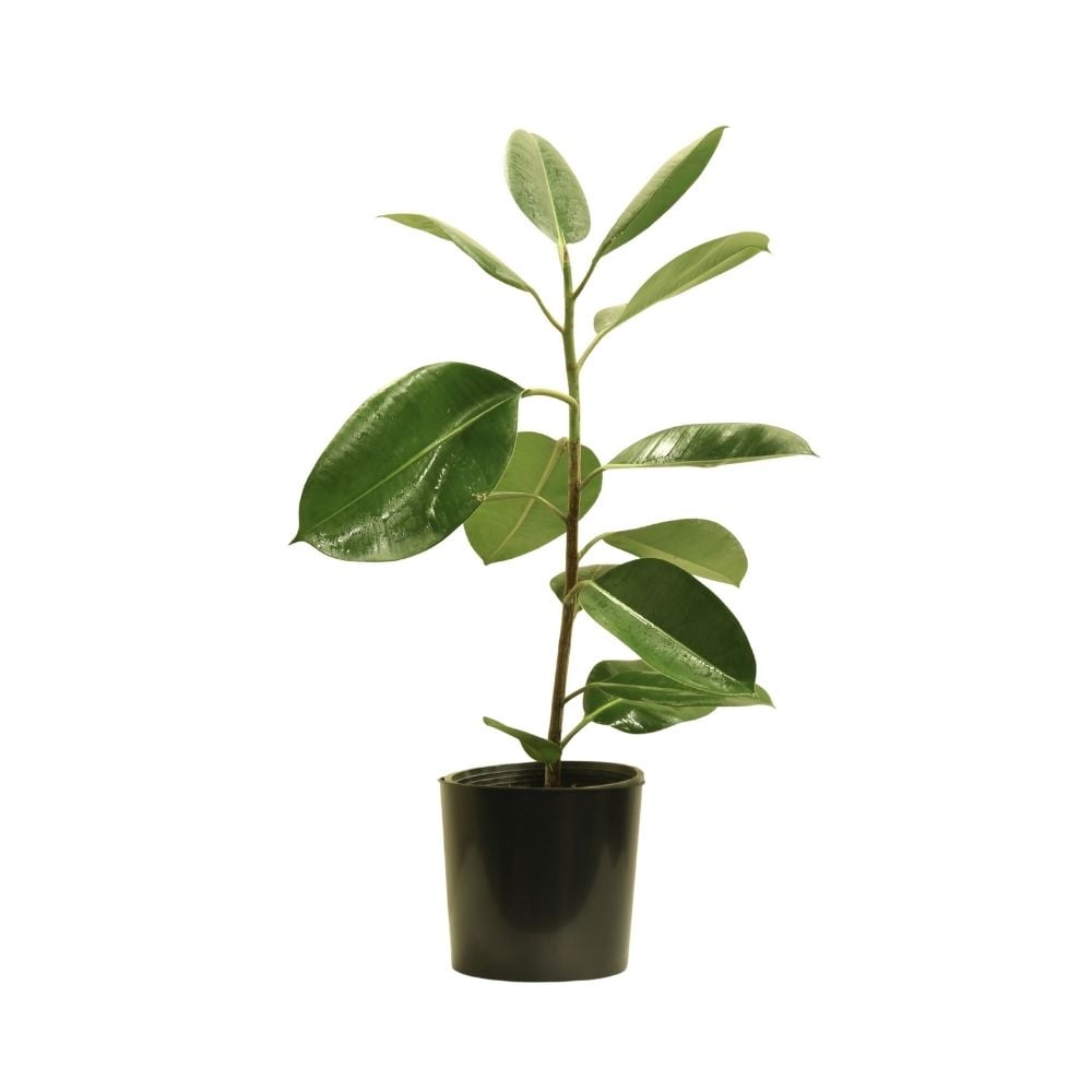 Rubber ficus 236