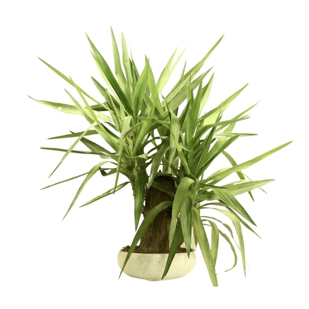 Yucca Bonsai 123