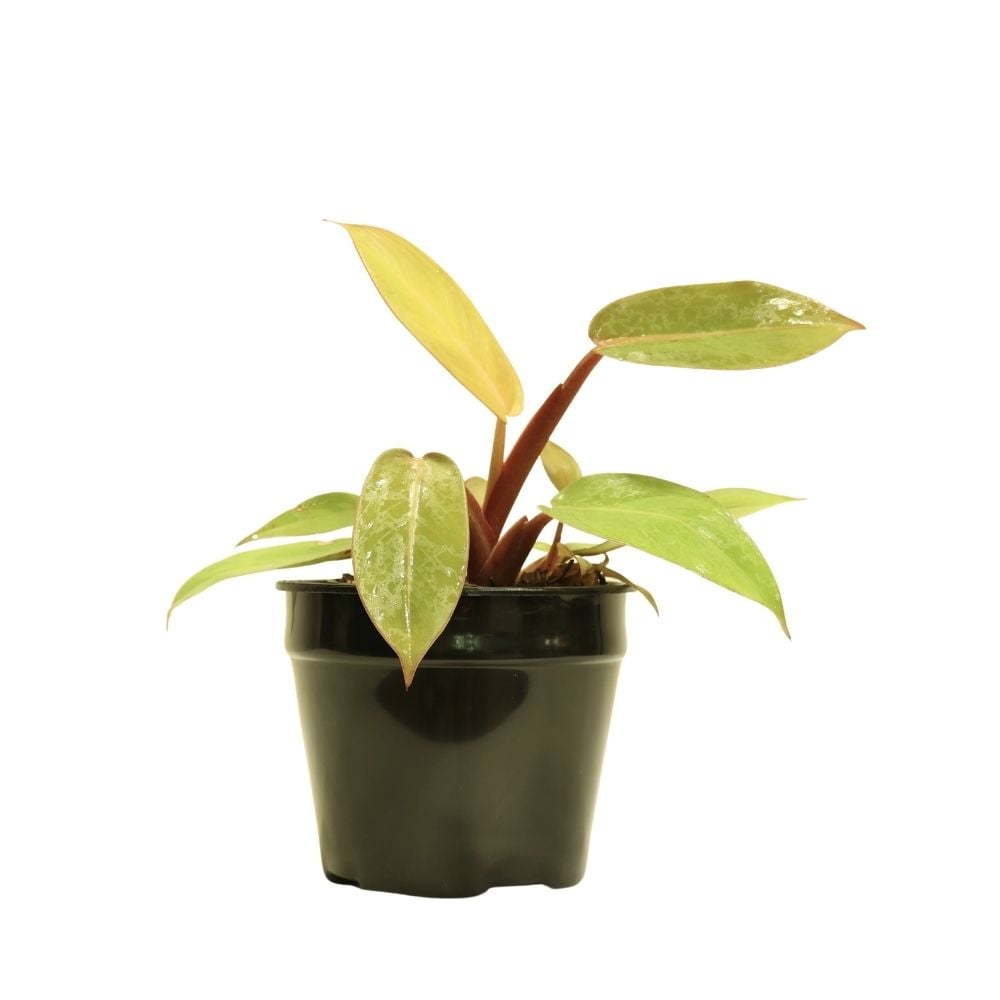 Philodendron Prince of Orange 122