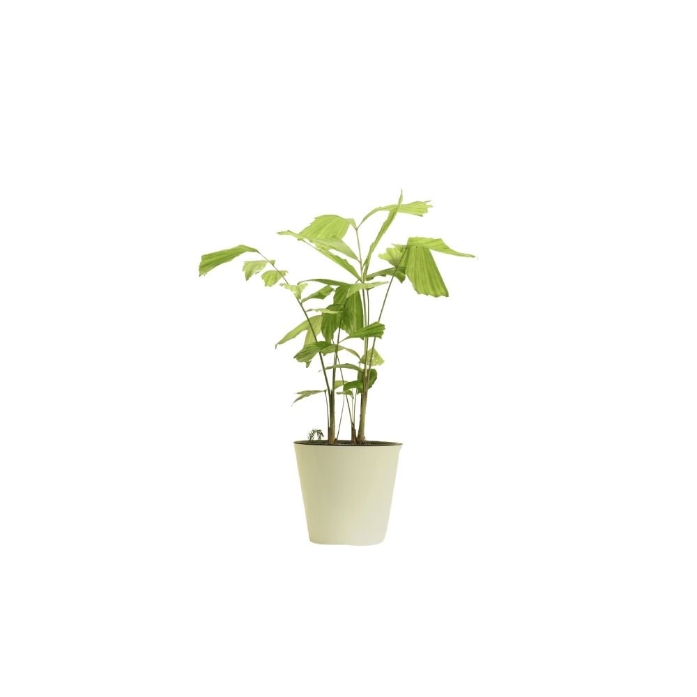 Բույս Կարիոտա 117