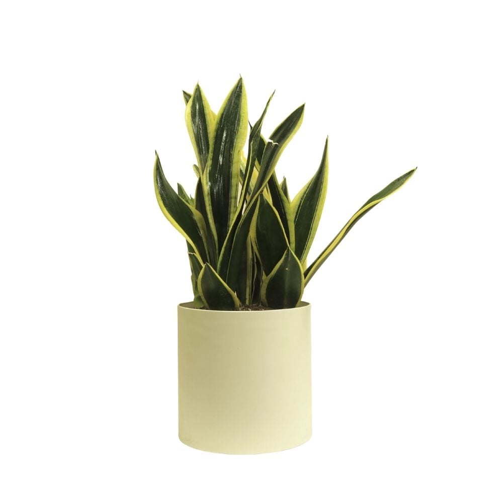 Բույս Սանսեվերիա 107