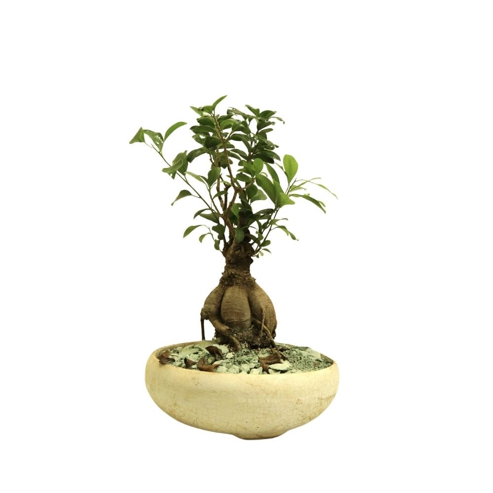 Բույս Ֆիկուս Գինսենգ 093