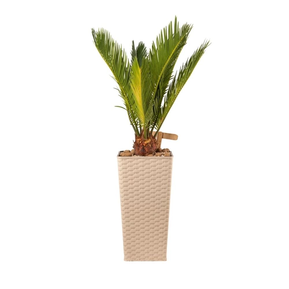 Բույս Ցիկաս 073