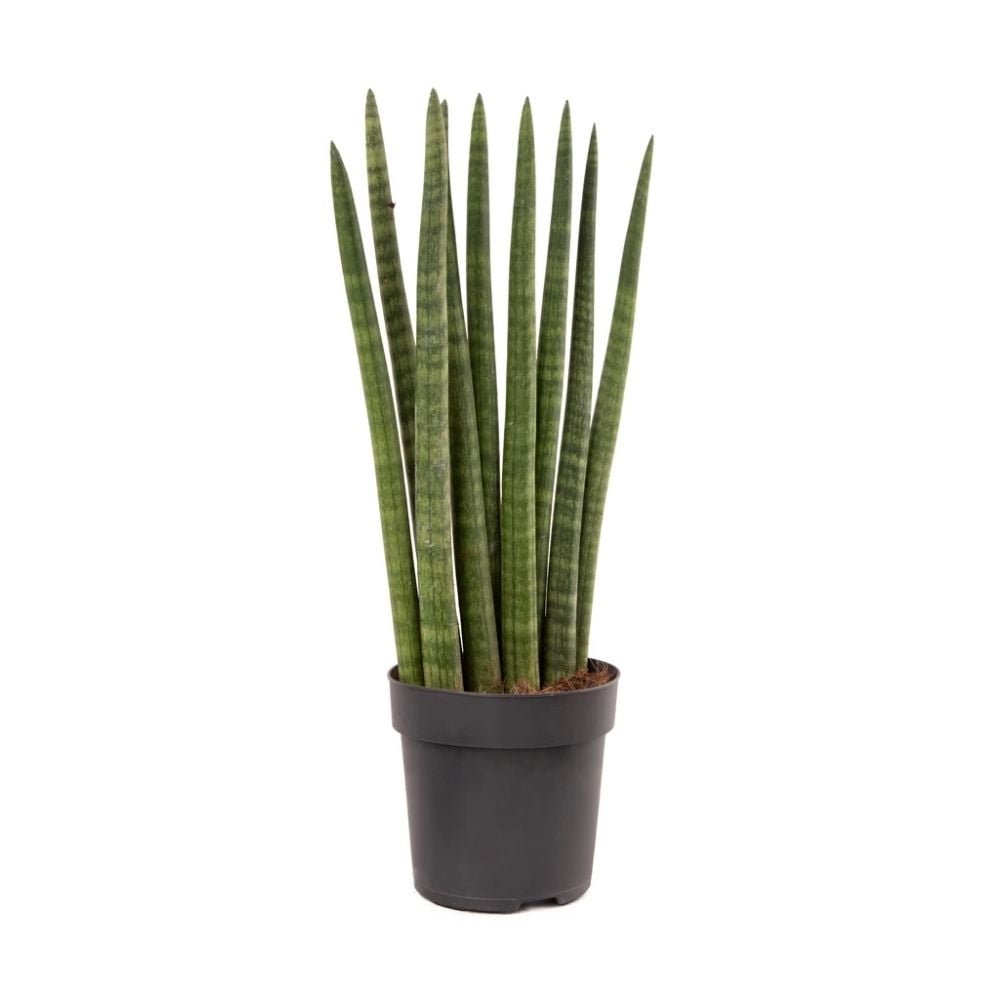 Sansevieria cylindrica 066