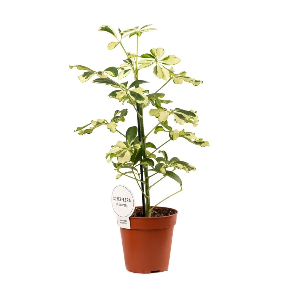 Schefflera 062