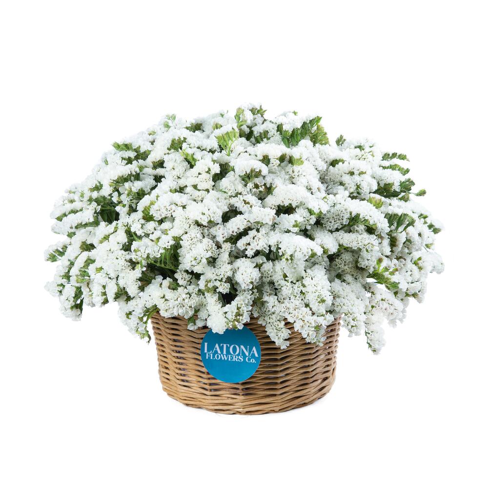 Basket with White Limoniums