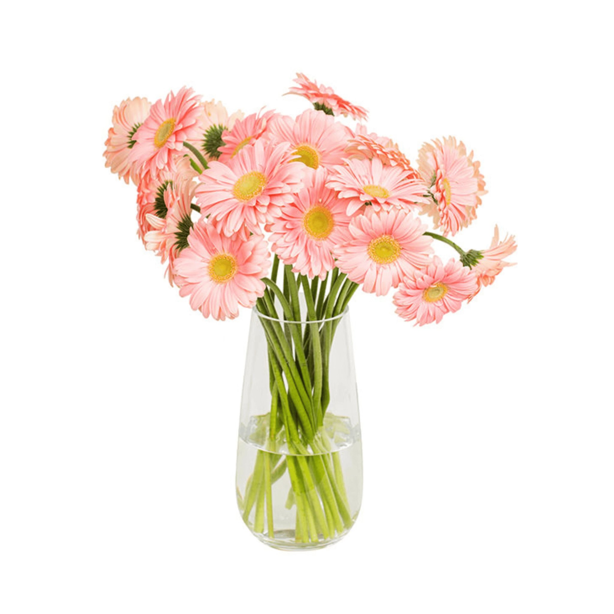 Light pink gerbera flowers