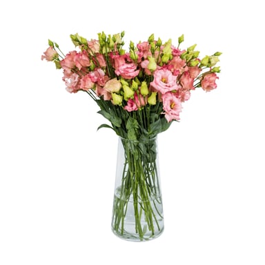 Latona Flowers
