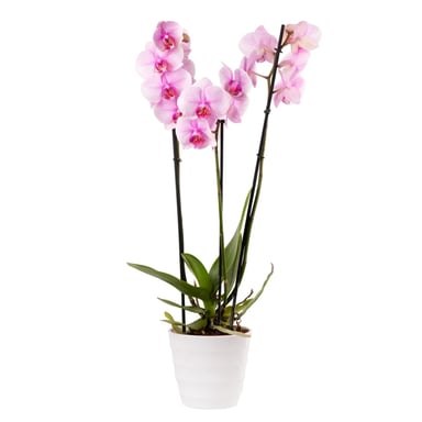 Orchid Gallery