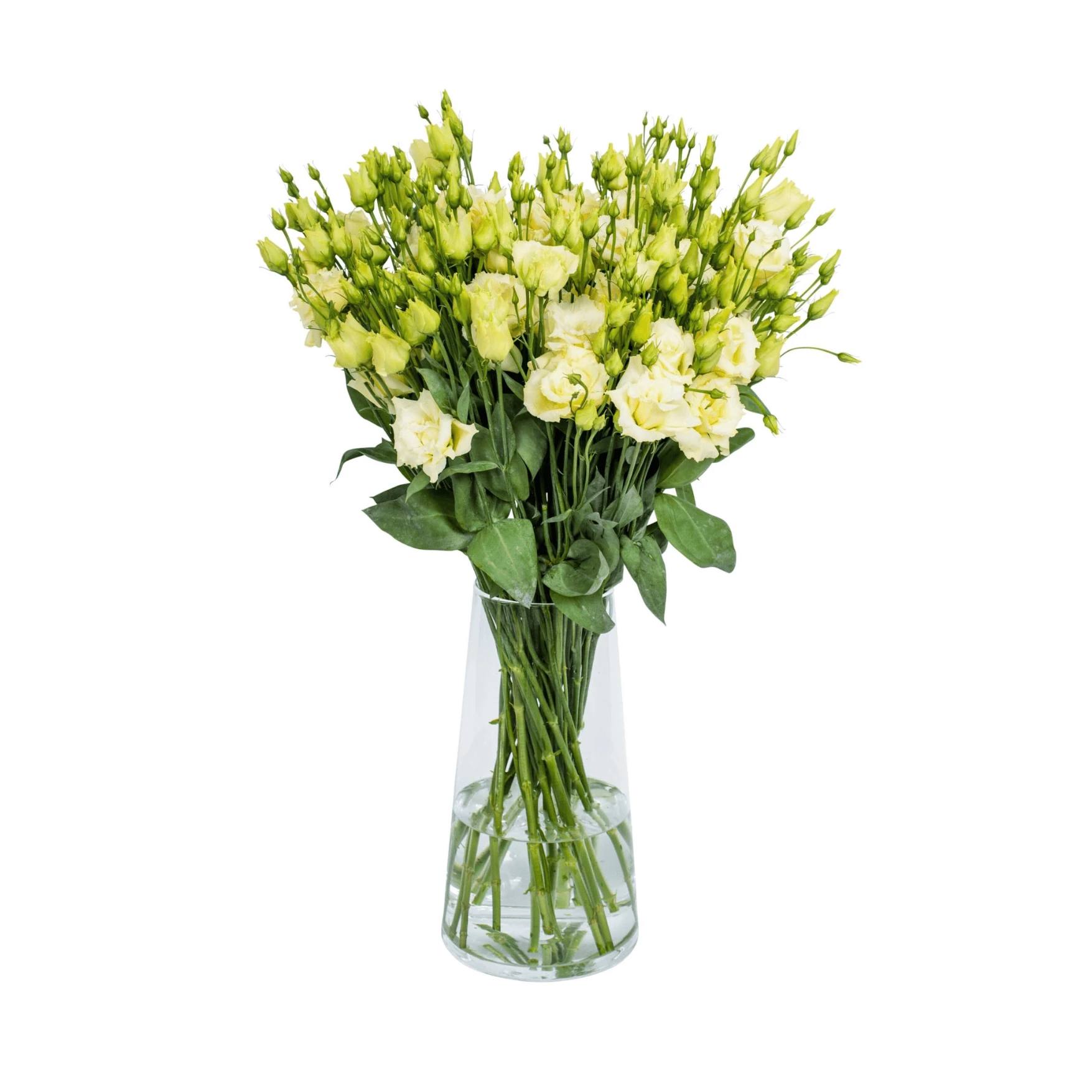 Green lisianthus (eustoma) flowers