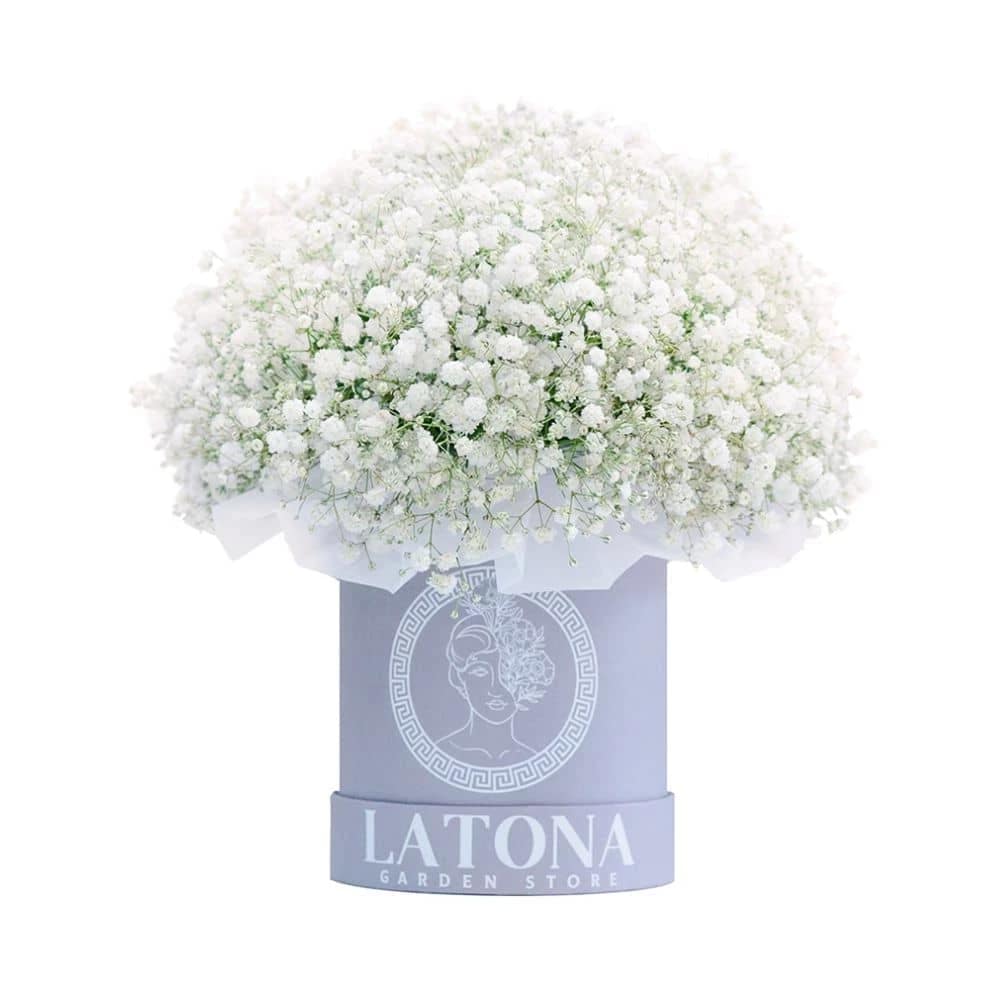Flowers in a Box "Adana" with baby breaths