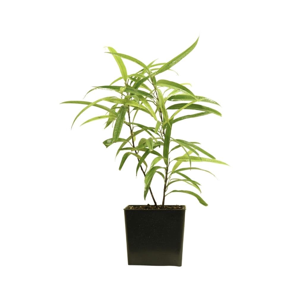 Ficus benedict Ali 226