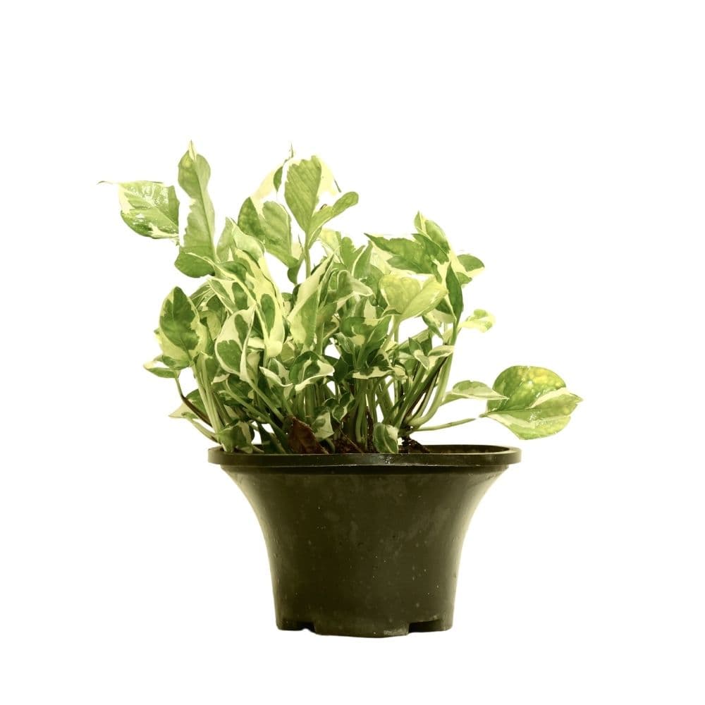 Scindapsus 113