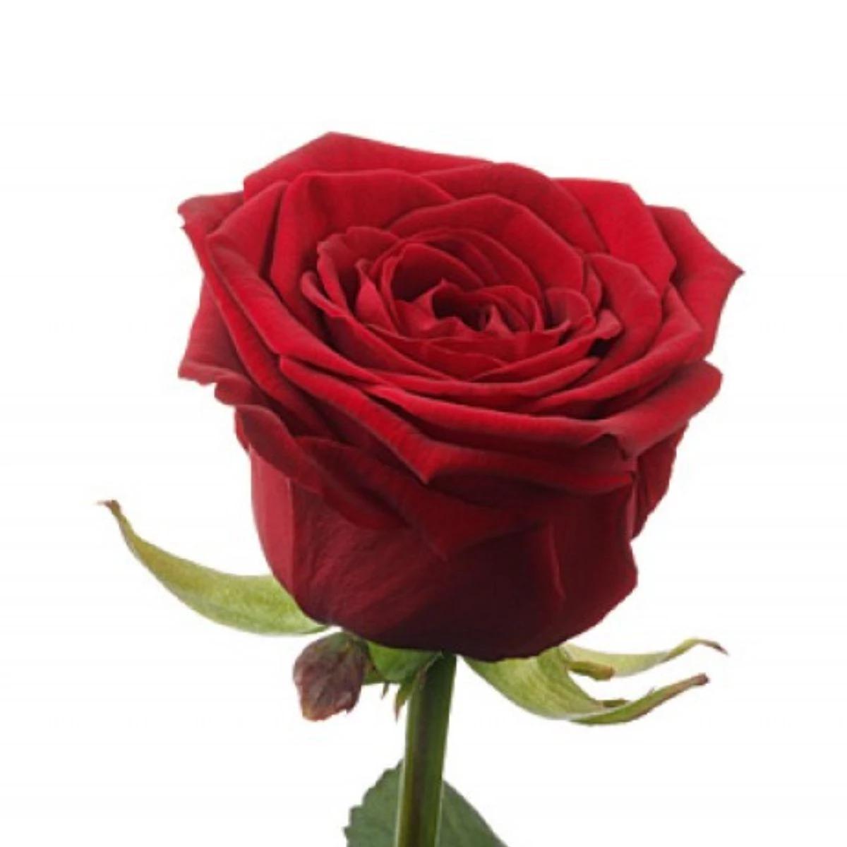 Red rose