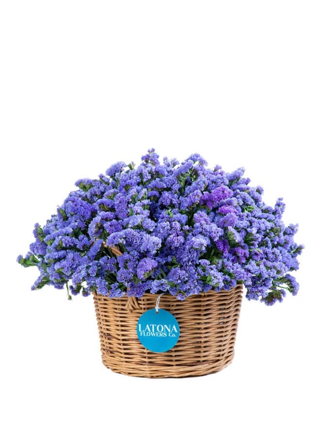 Զամբյուղ ‹DRY BLUE› լիմոնիումներով