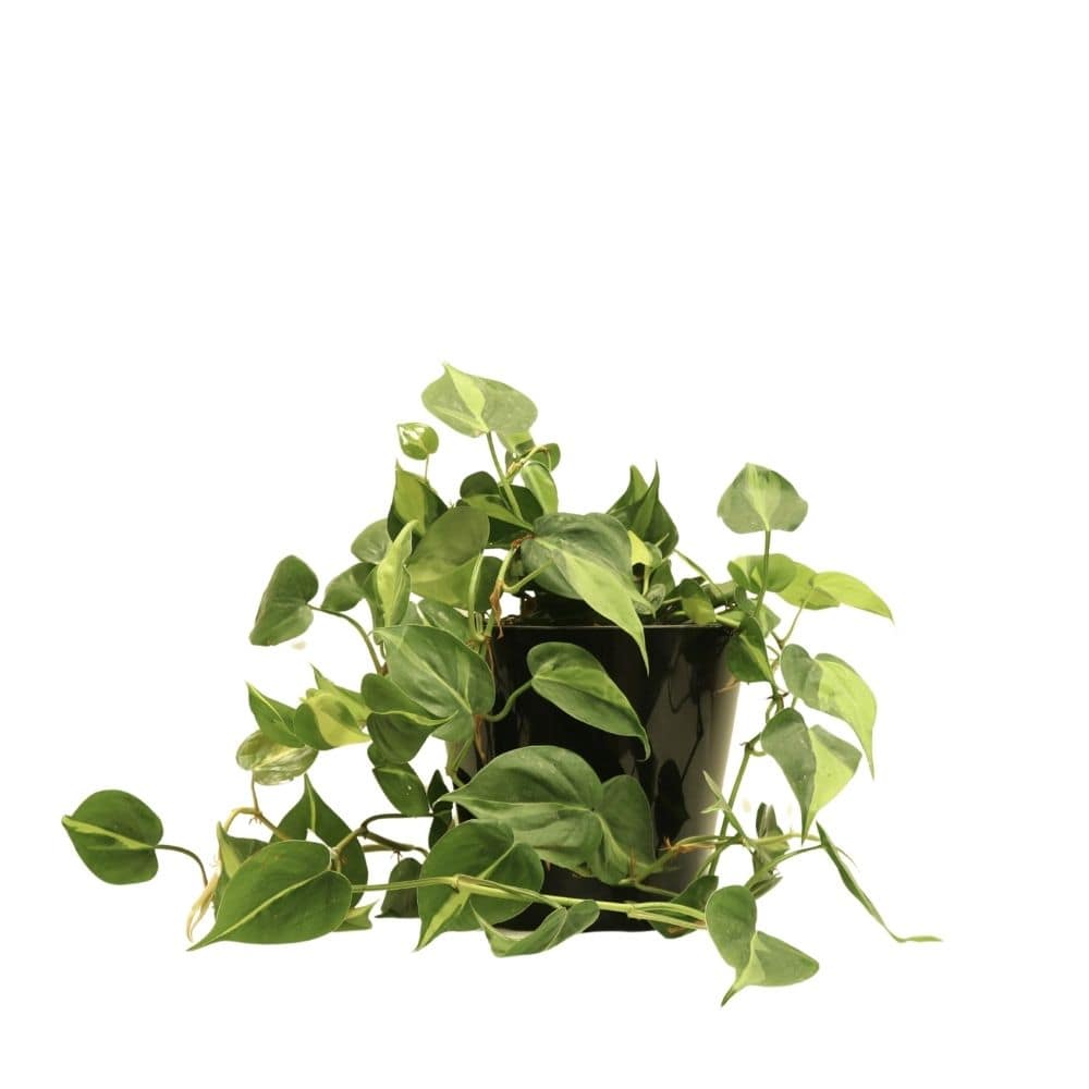 Scindapsus 229