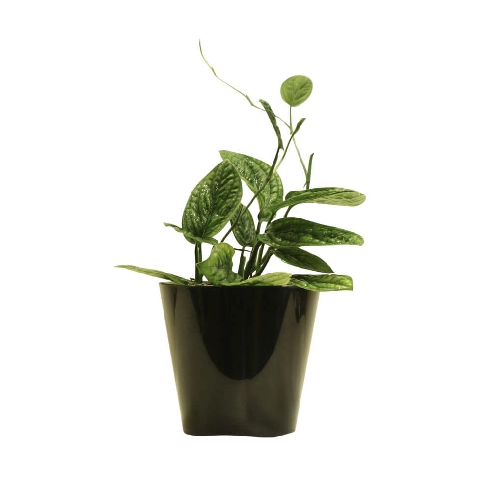 Monstera Peru 125