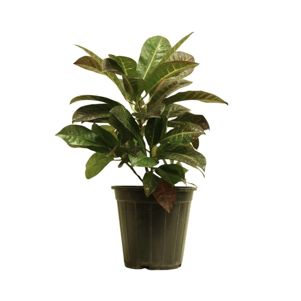 Croton 121