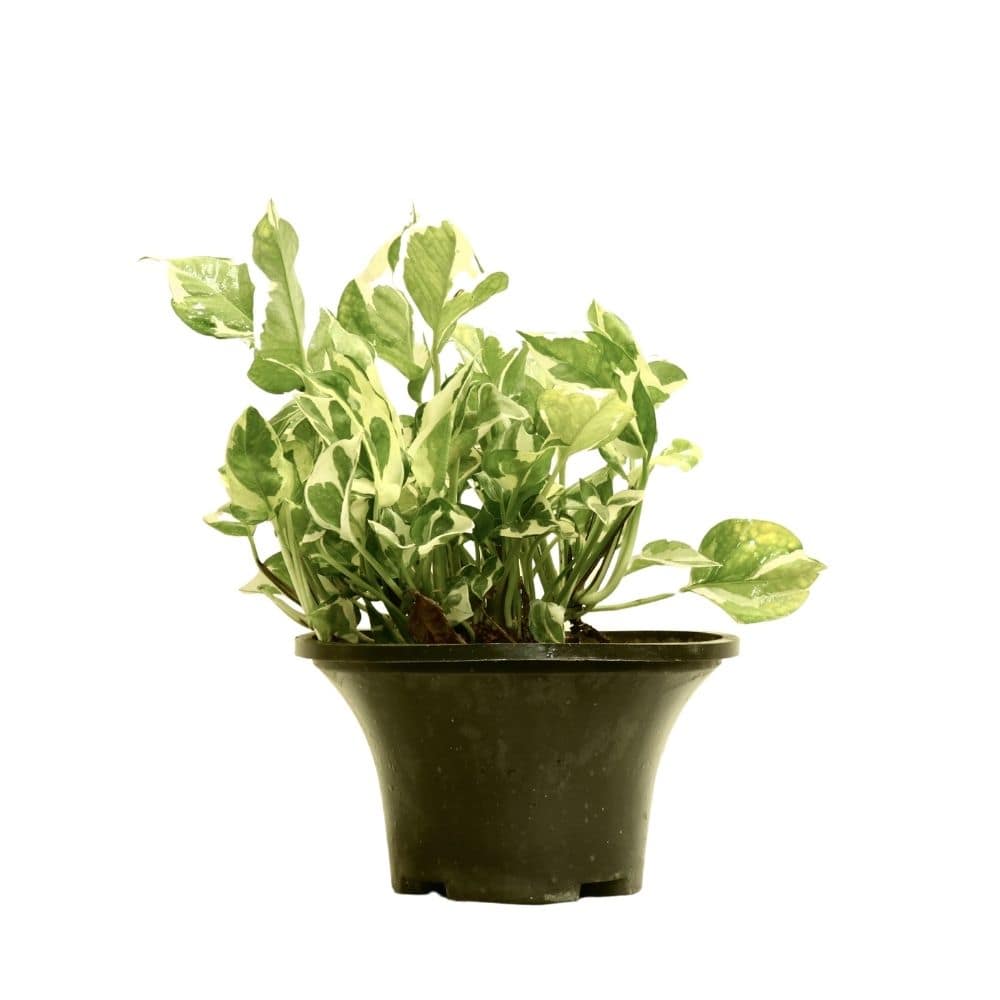 Scindapsus 113