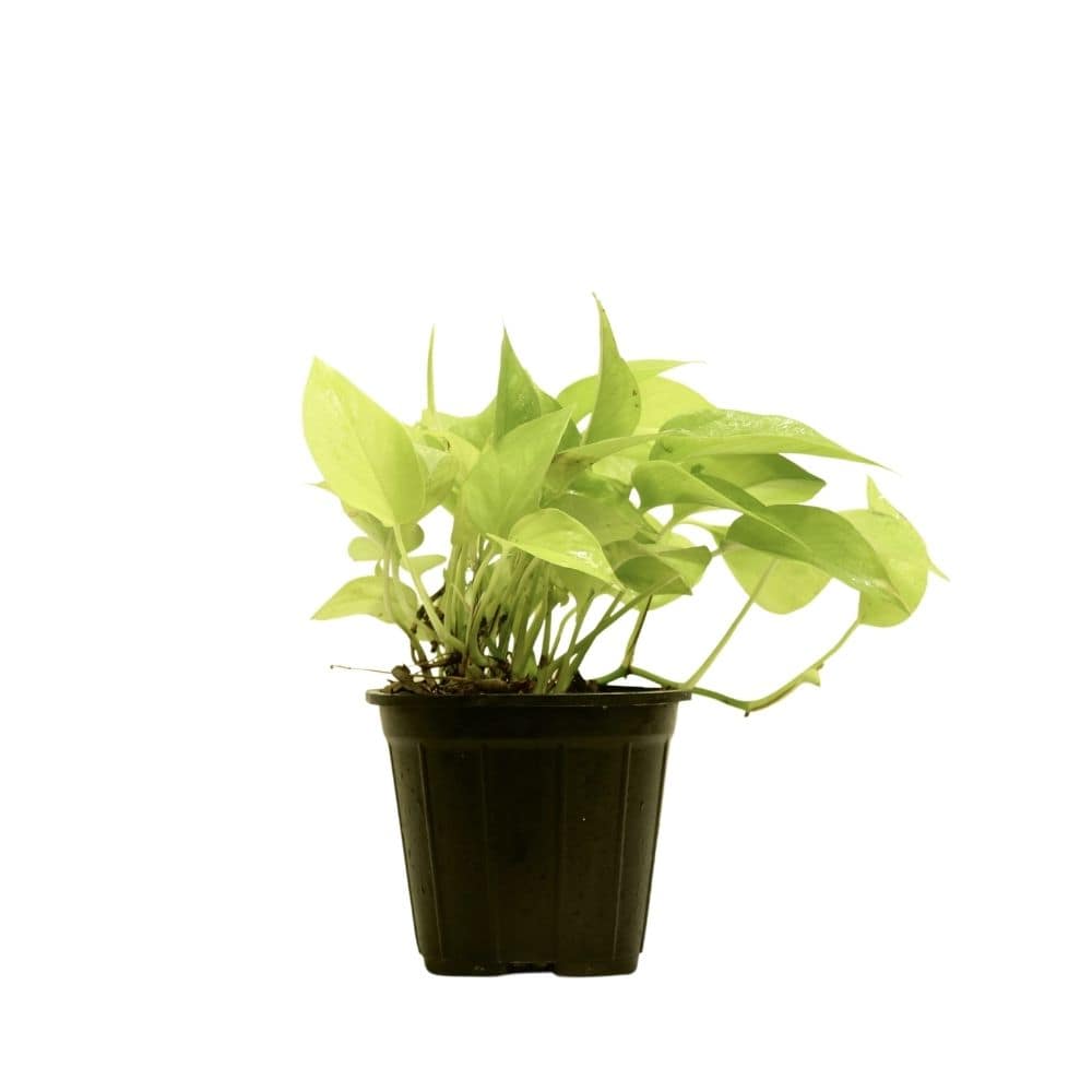Scindapsus Neon 112
