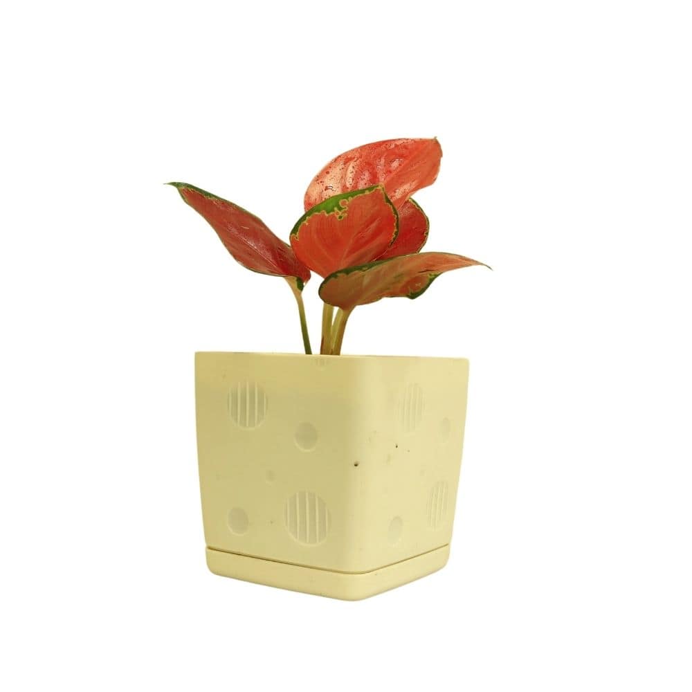 Aglaonema 071