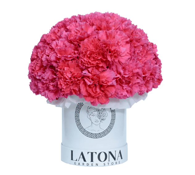 Flowers in a Box "Carmen" with pink disiantuses