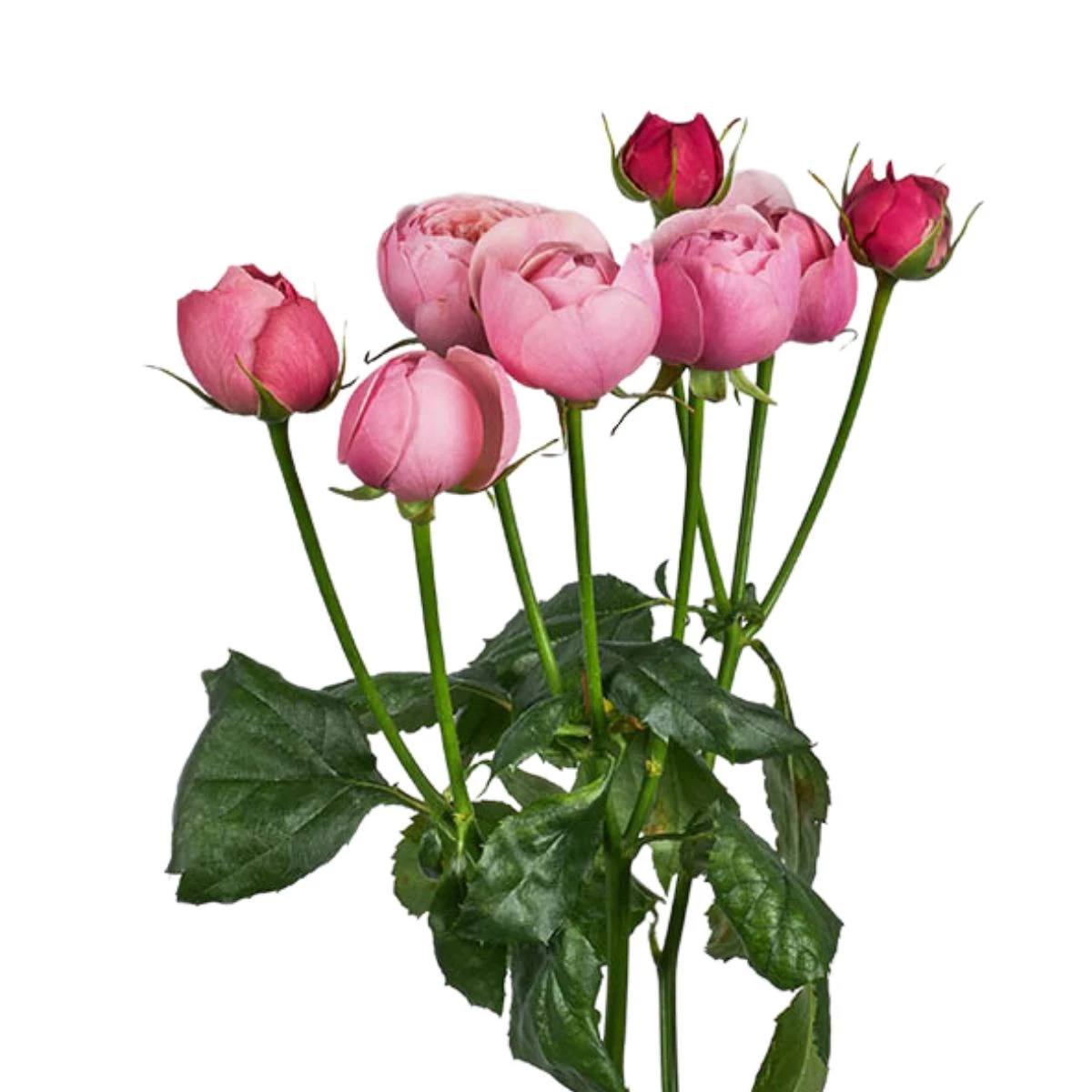 Պիոնանման վարդ ՛՛Silva pink"