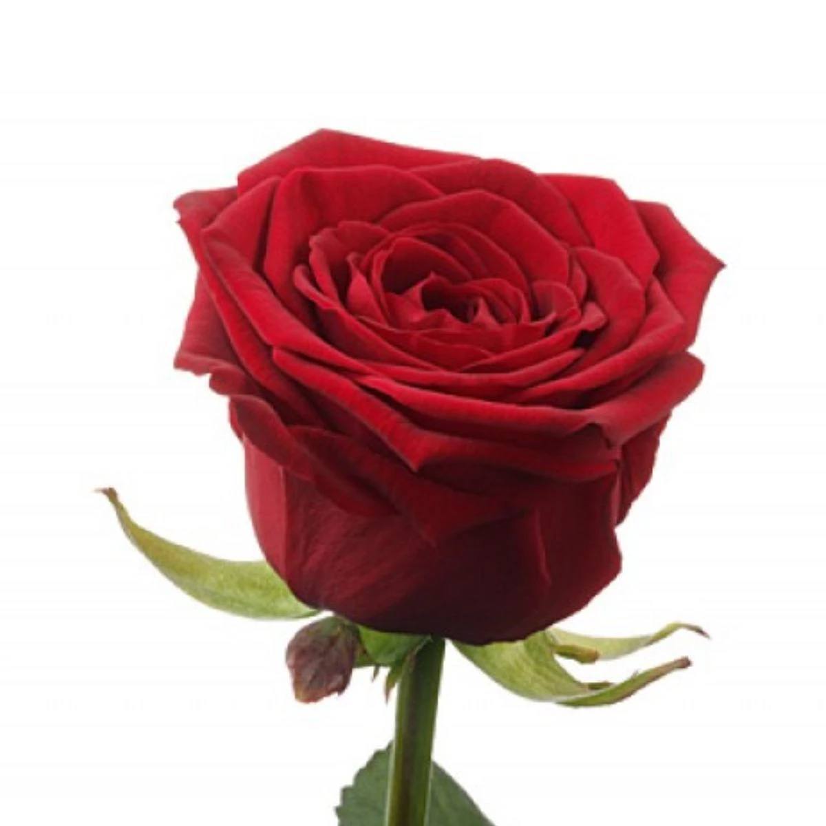 Red rose