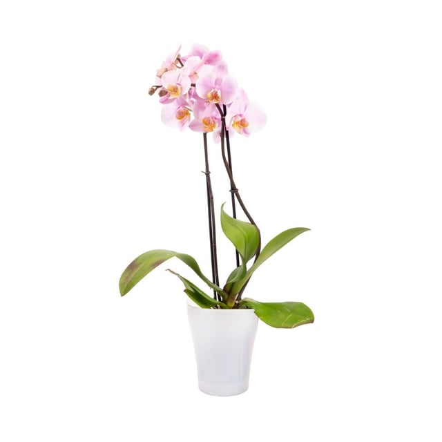 Pink orchid 37