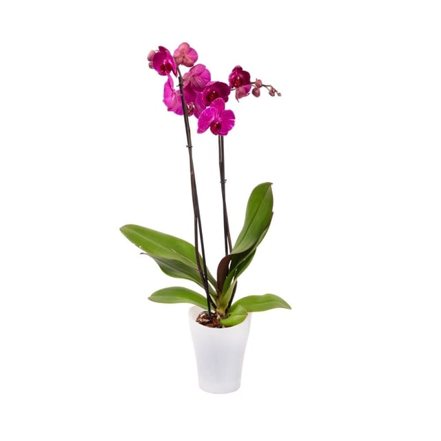 Բույս խոլորձ 36