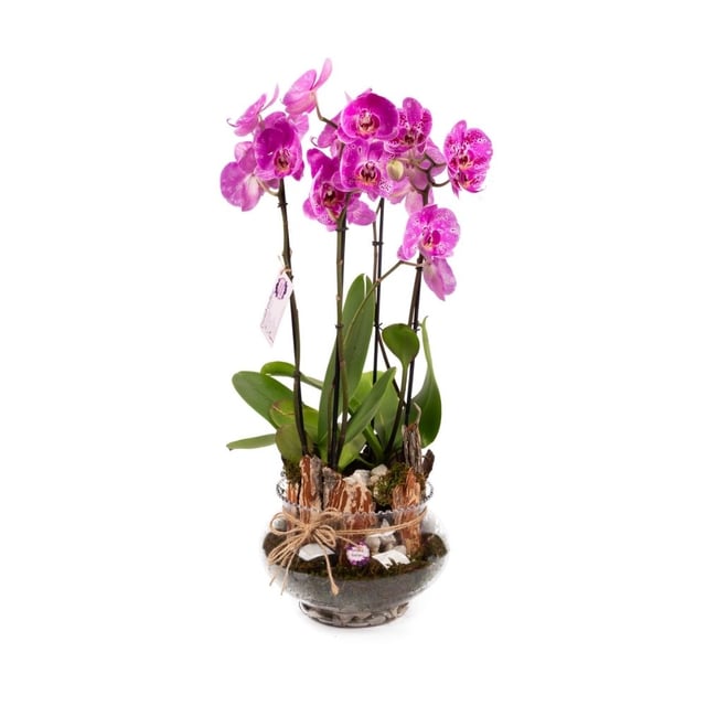 Orchid plant 35
