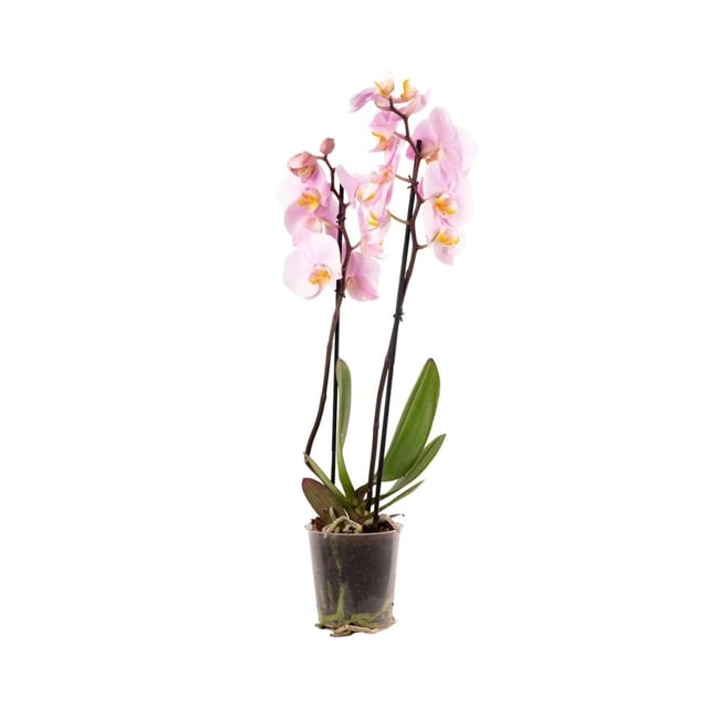 Orchid plant  001