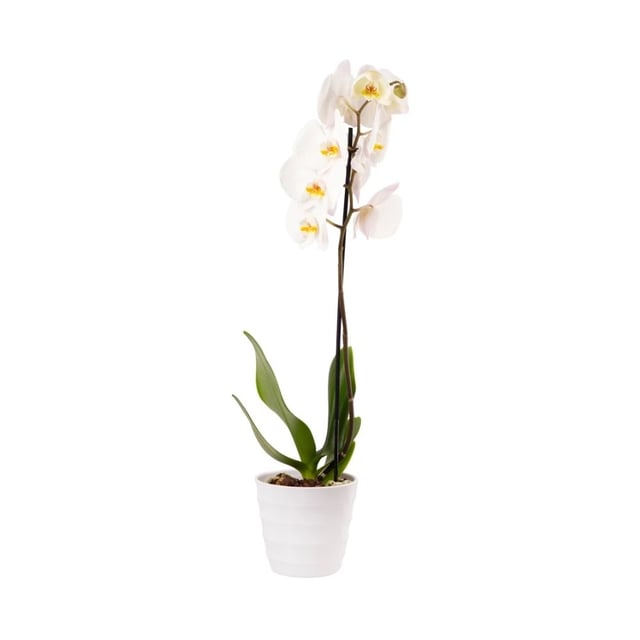 Orchid plant 012