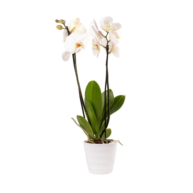 Բույս սպիտակ օրխիդ / խոլորձ 020