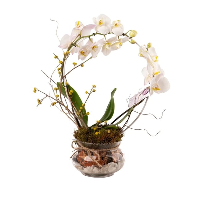 Կոմպոզիցիա սպիտակ օրխիդով 017