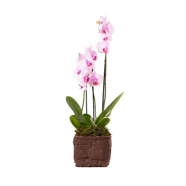 Light pink orchid 002