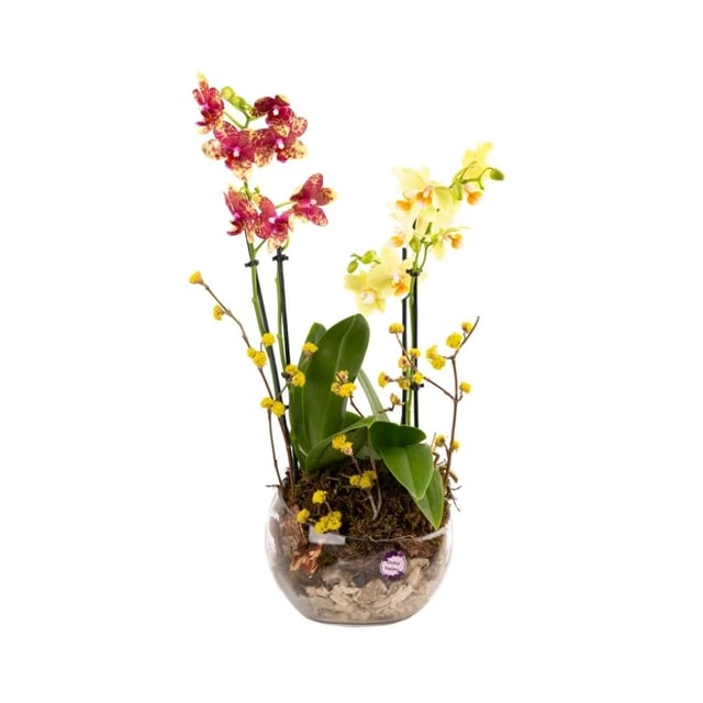 Composition with yellow orchids 004