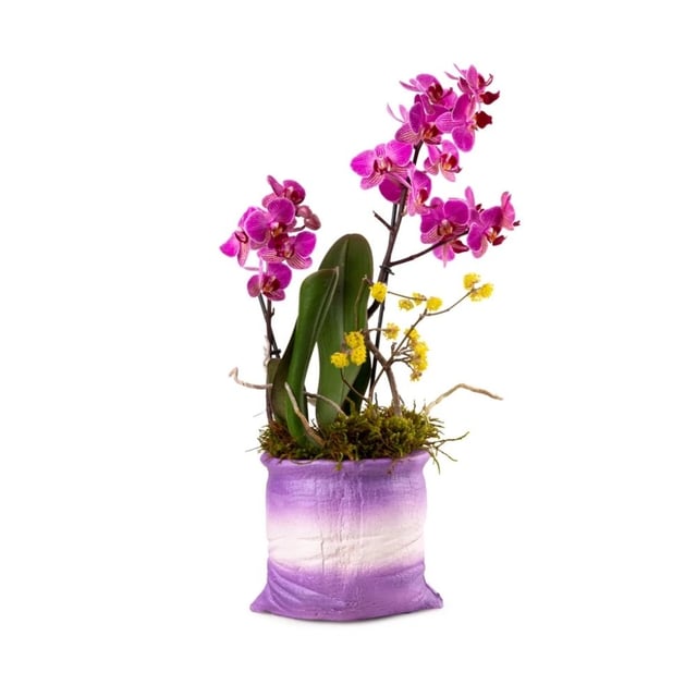 Կոմպոզիցիա մանուշակագույն օրխիդով 041