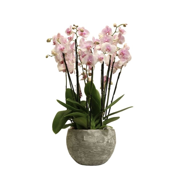 Կոմպոզիցիա բաց վարդագույն օրխիդներով 243